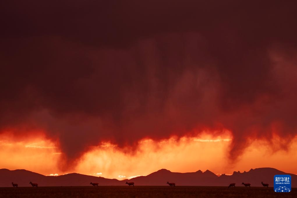 藏羚羊产仔季大幕开启