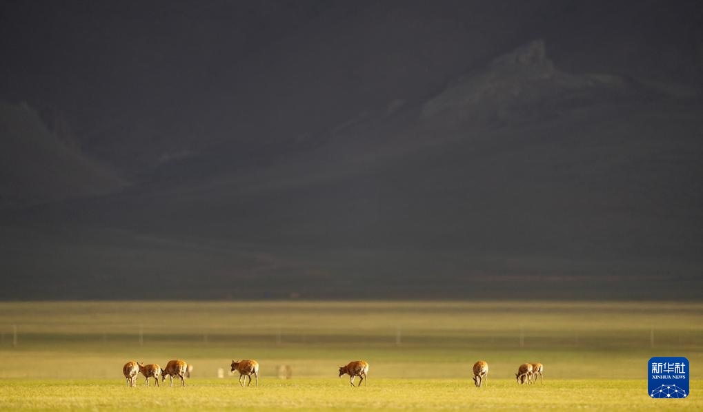 藏羚羊产仔季大幕开启