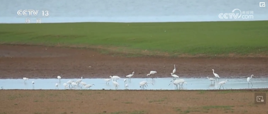 生态美让“老朋友”有了更多安乐窝 “极危”物种从“稀客”变“常客” 生态美让“老朋友”有了更多安乐窝 “极危”物种从“稀客”变“常客”