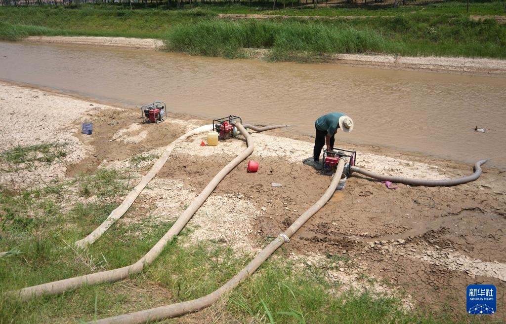 山东菏泽：加大引用黄河水量 积极抗旱保夏种