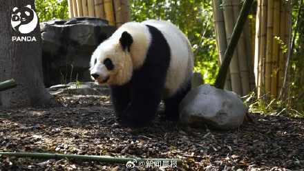 12人被终身禁入成都熊猫谷