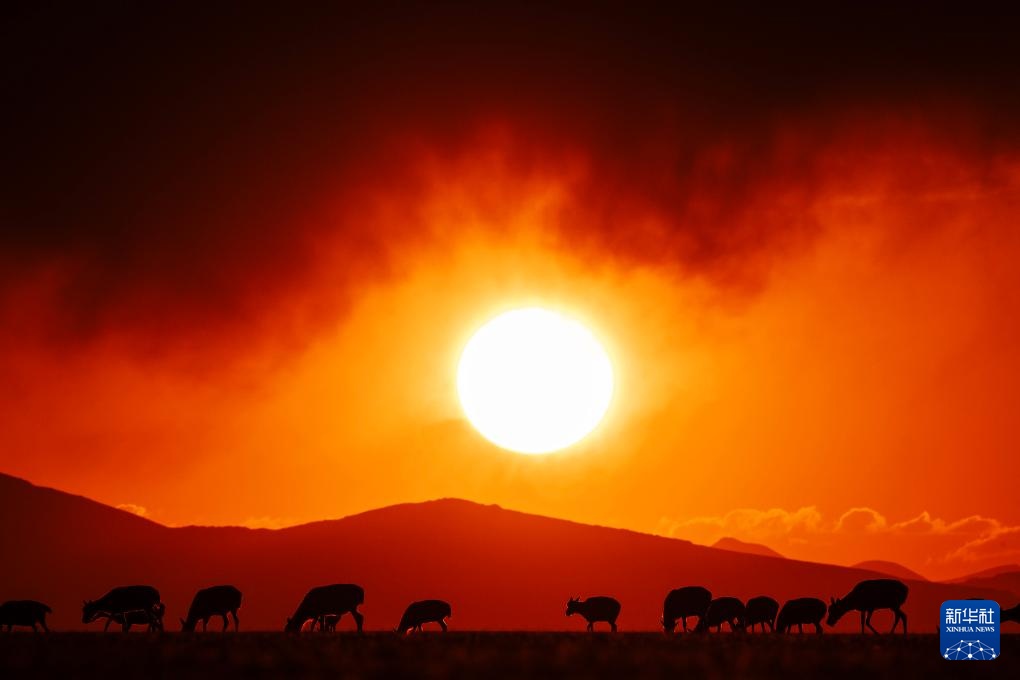 藏羚羊产仔季大幕开启