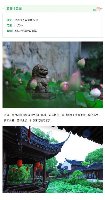 今夏上海第一波荷花开了！