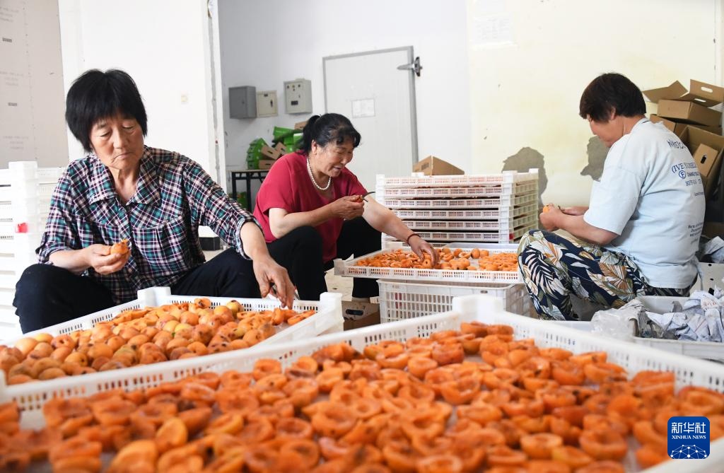 红杏丰收劳作忙