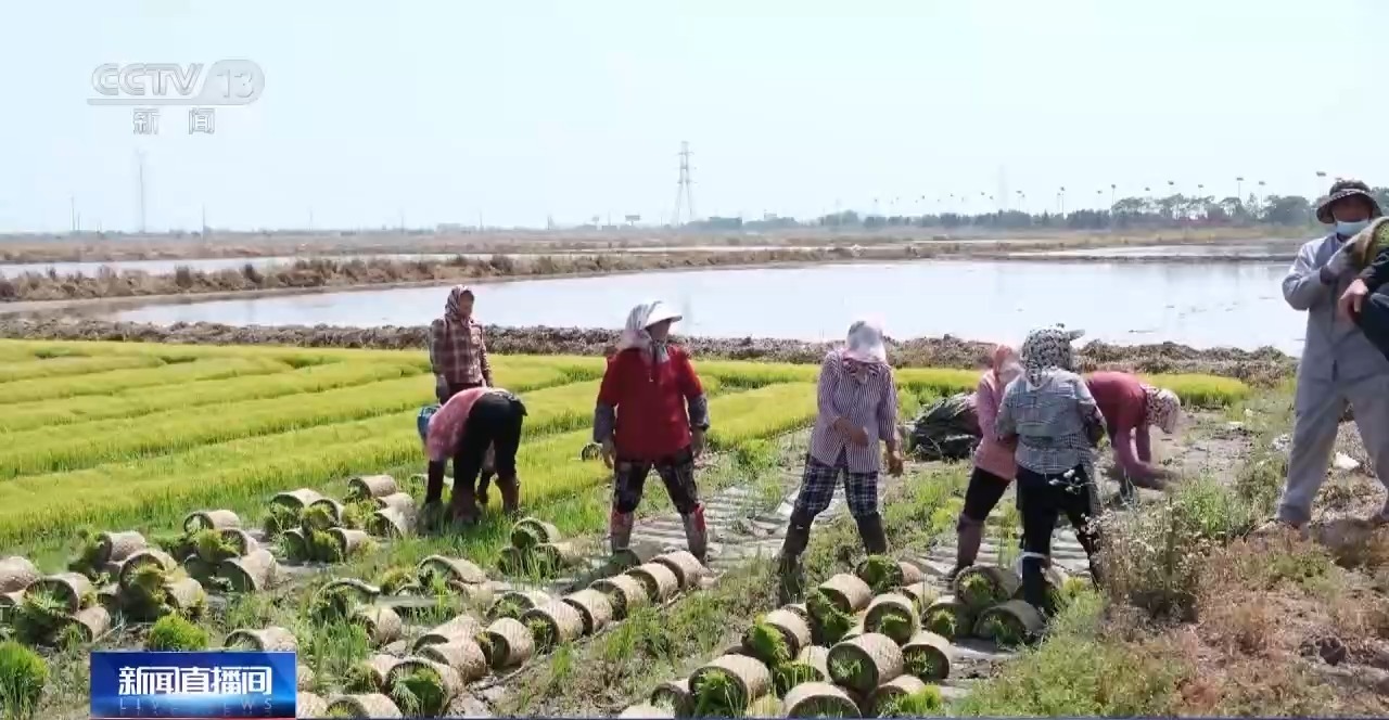 调配农机抢收 良种良法提效率！各地抢抓农时全力推进夏收夏种