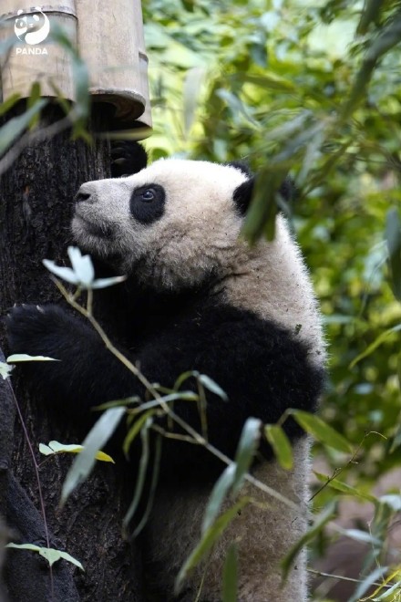 大熊猫走路竟然是内八？