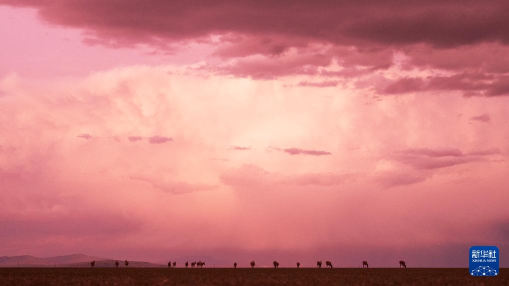 藏羚羊产仔季大幕开启