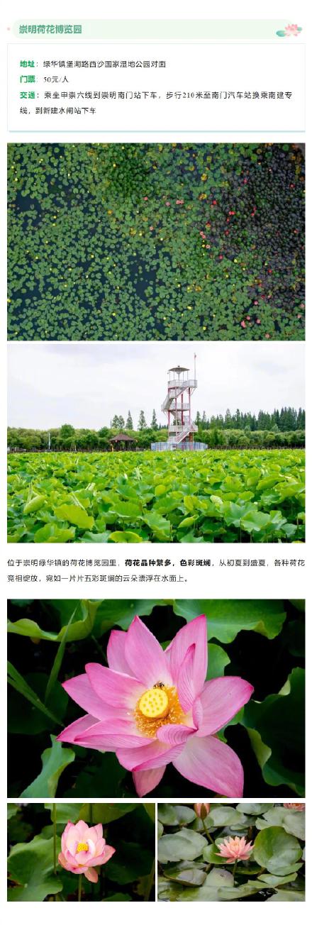 今夏上海第一波荷花开了！