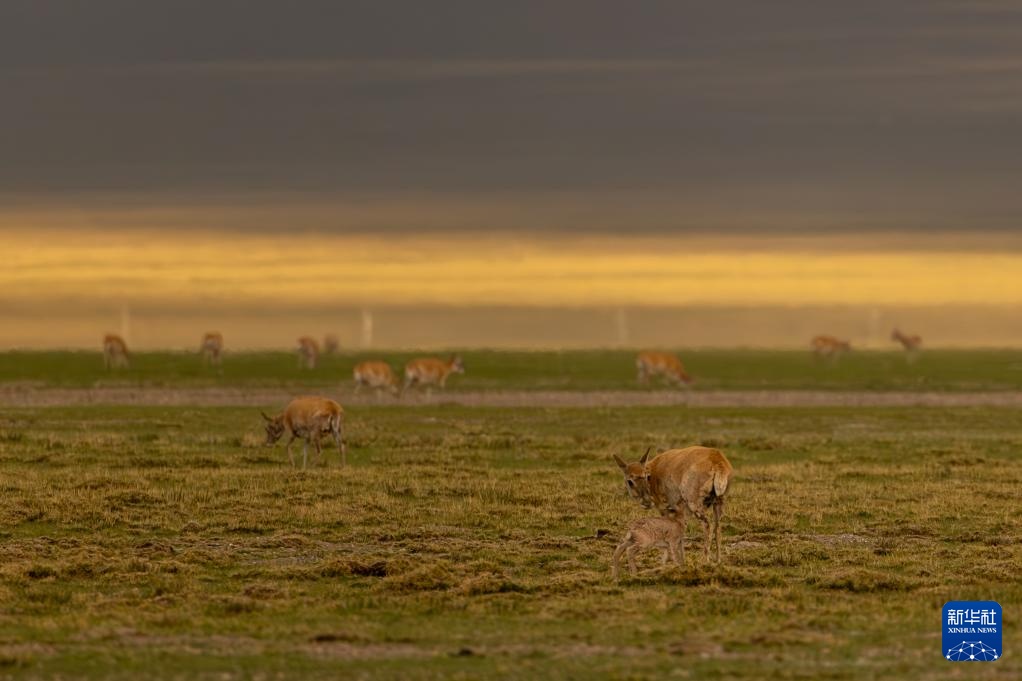 藏羚羊产仔季大幕开启