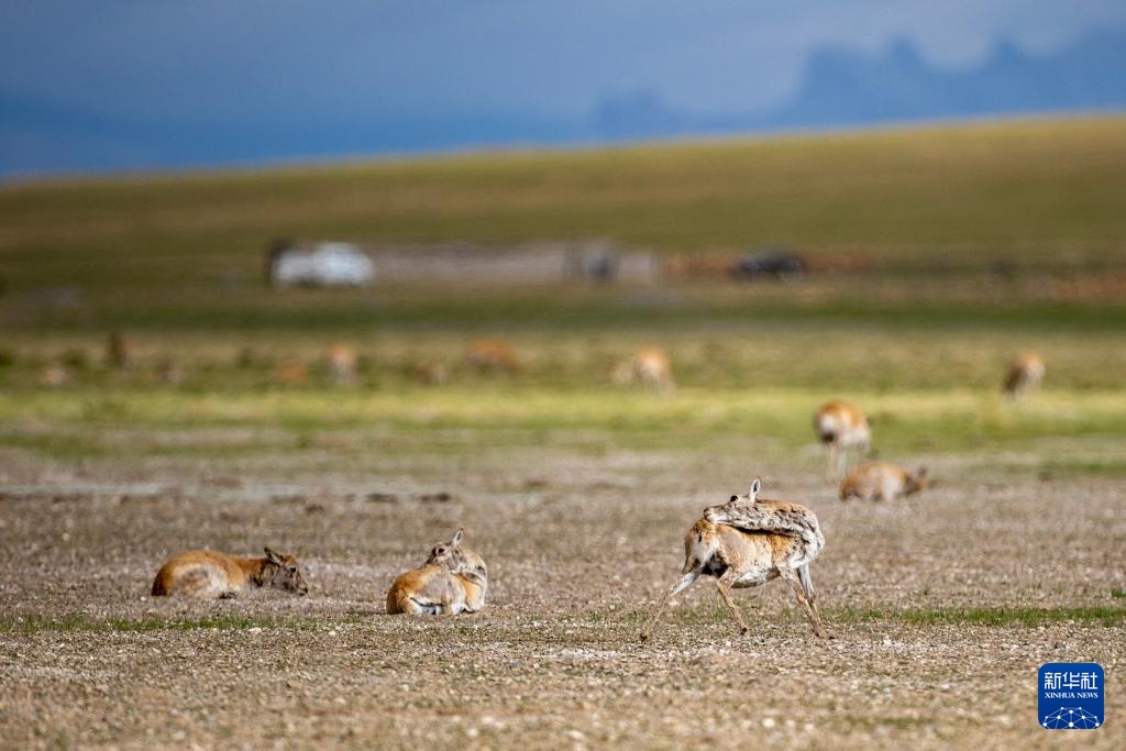 藏羚羊产仔季大幕开启