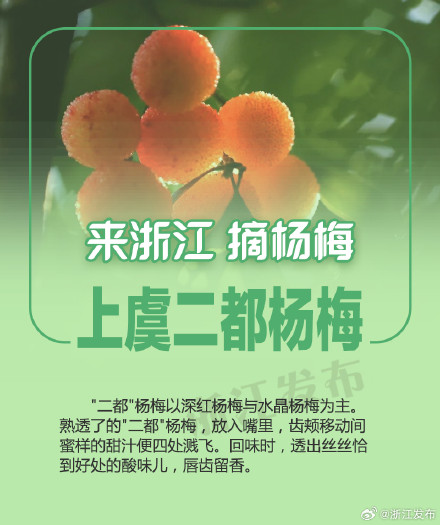 杨梅季，来浙江吃个够！
