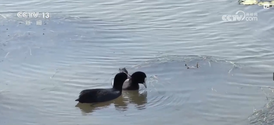 生态美让“老朋友”有了更多安乐窝 “极危”物种从“稀客”变“常客” 生态美让“老朋友”有了更多安乐窝 “极危”物种从“稀客”变“常客”