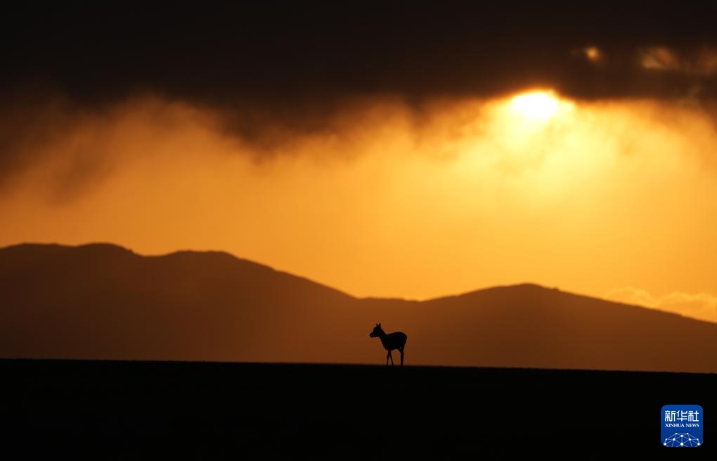藏羚羊产仔季大幕开启