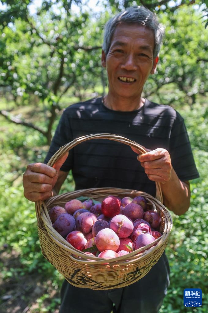 浙江桐乡：特色槜李迎丰收