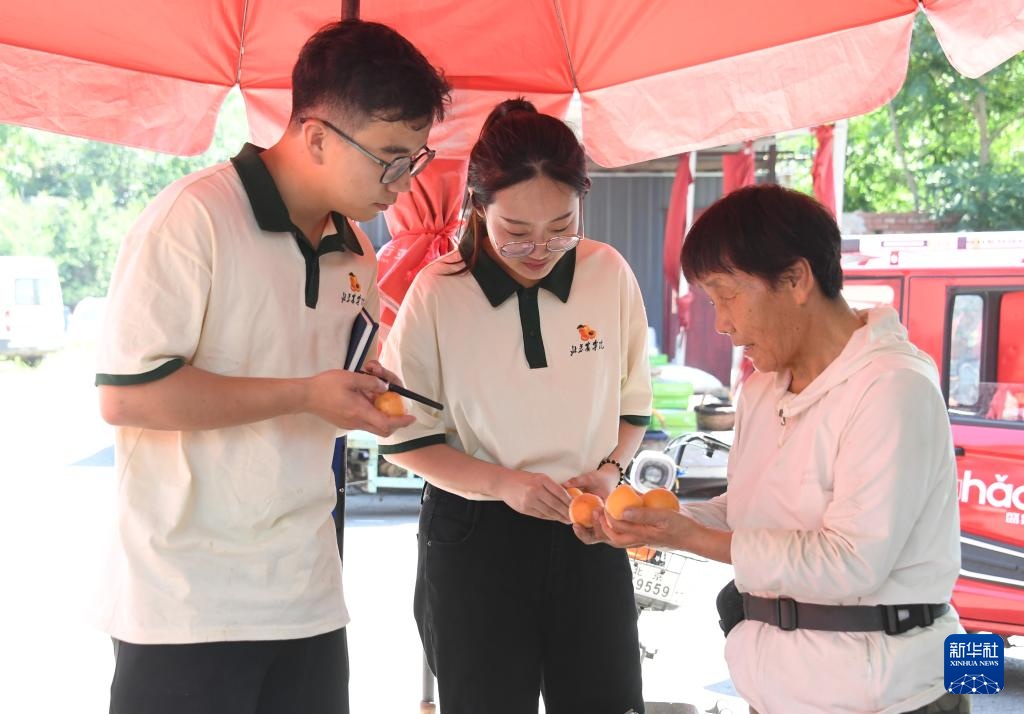 红杏丰收劳作忙