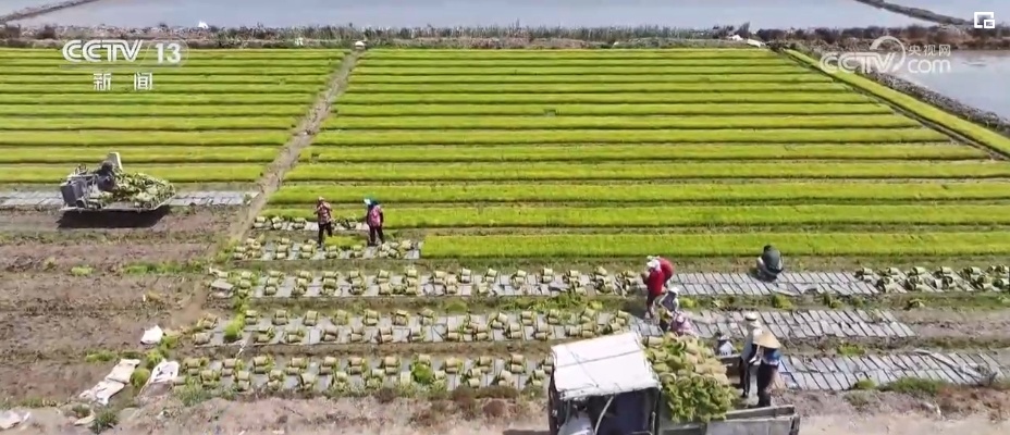 夏收、夏种绘就好“丰”景 “一年无闲田”筑牢粮食安全根基