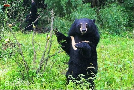 云南一村民遭熊抓伤!当地:皮外伤已就医,林草部门制定了防护措施 云南一村民遭熊抓伤!当地:皮外伤已就医,林草部门制定了防护措施