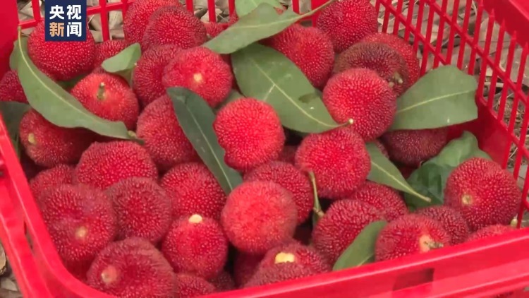 吃不过来了!这些时令水果陆续甜蜜上市 吃不过来了!这些时令水果陆续甜蜜上市