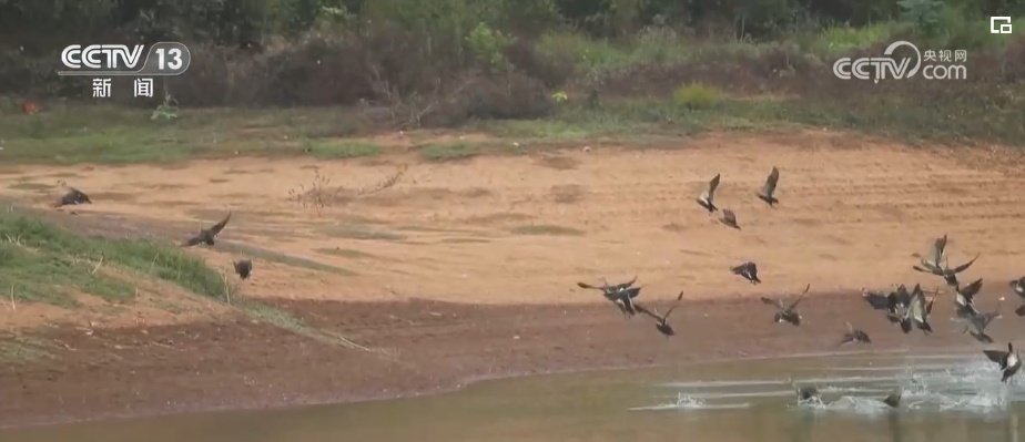 生态美让“老朋友”有了更多安乐窝 “极危”物种从“稀客”变“常客” 生态美让“老朋友”有了更多安乐窝 “极危”物种从“稀客”变“常客”