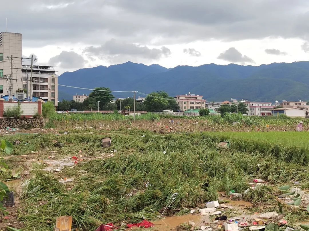 现场直击！梅州梅县松源有序开展防汛救灾和灾后恢复工作