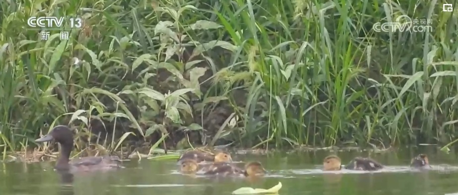 生态美让“老朋友”有了更多安乐窝 “极危”物种从“稀客”变“常客” 生态美让“老朋友”有了更多安乐窝 “极危”物种从“稀客”变“常客”