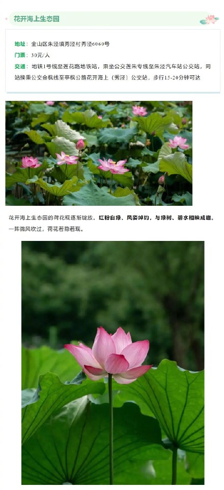 今夏上海第一波荷花开了！