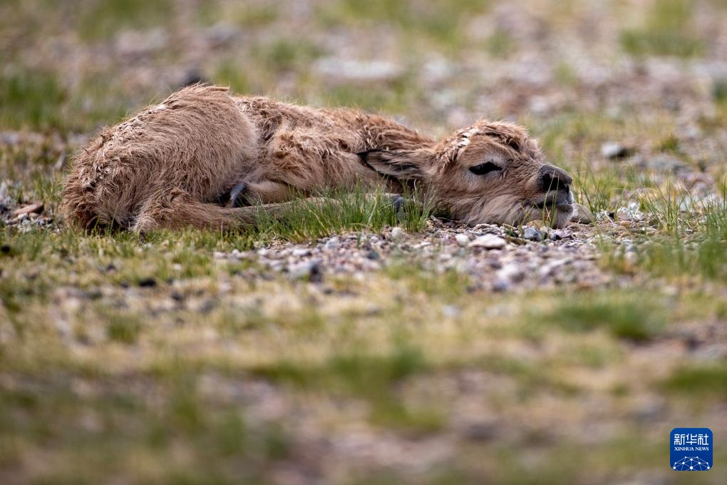 藏羚羊产仔季大幕开启