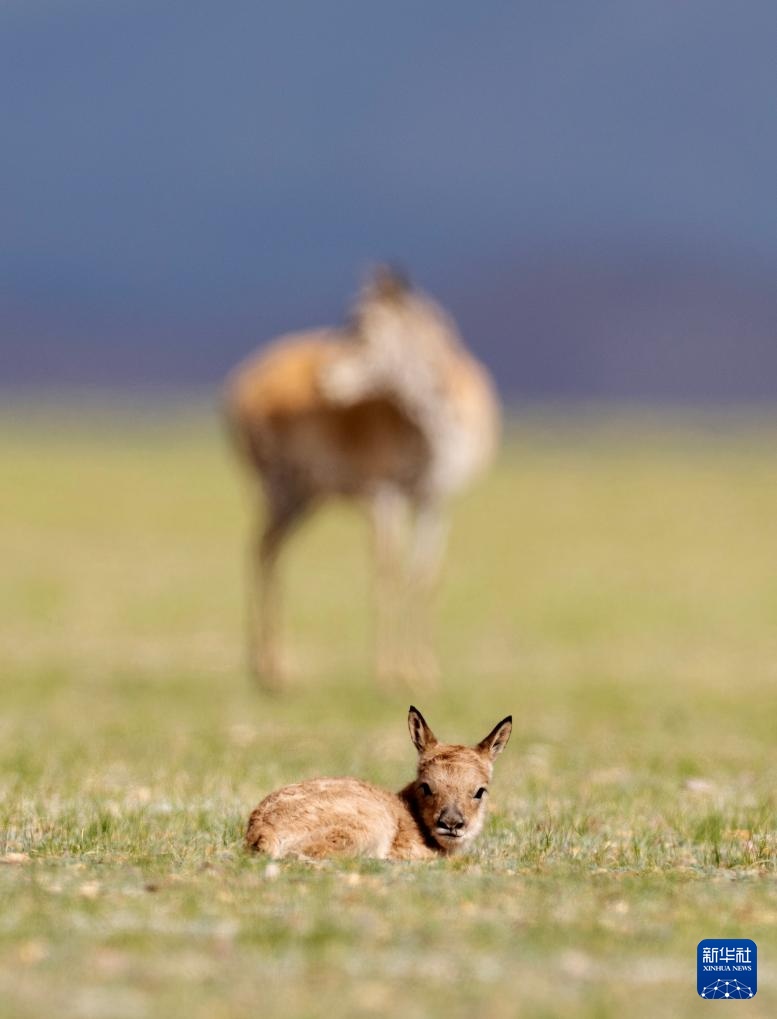 藏羚羊产仔季大幕开启