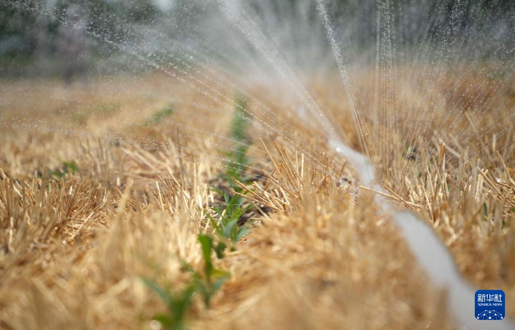 山东菏泽：加大引用黄河水量 积极抗旱保夏种