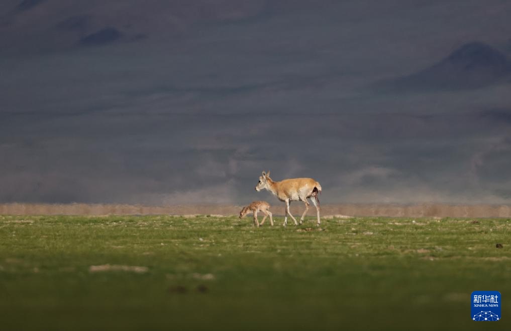 藏羚羊产仔季大幕开启
