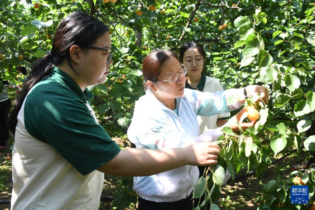 红杏丰收劳作忙