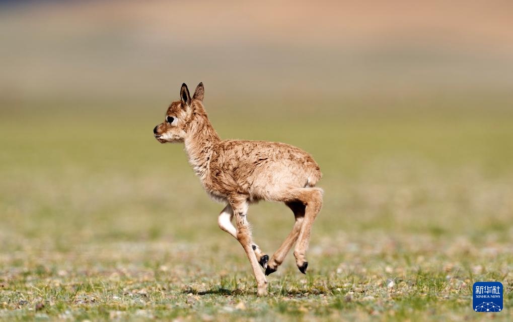 藏羚羊产仔季大幕开启