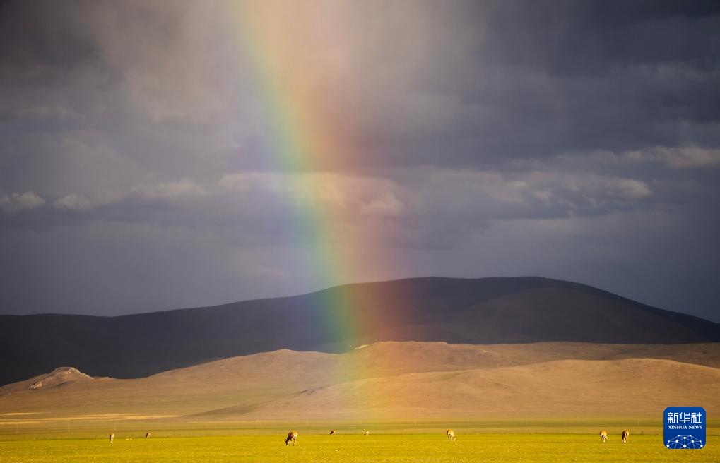 藏羚羊产仔季大幕开启