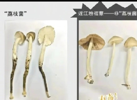 它俩长得相像！疾控部门提醒冒牌荔枝菌致毒