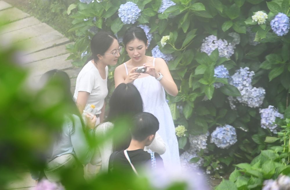 福州鼓岭:绣球花开迎游客 福州鼓岭:绣球花开迎游客
