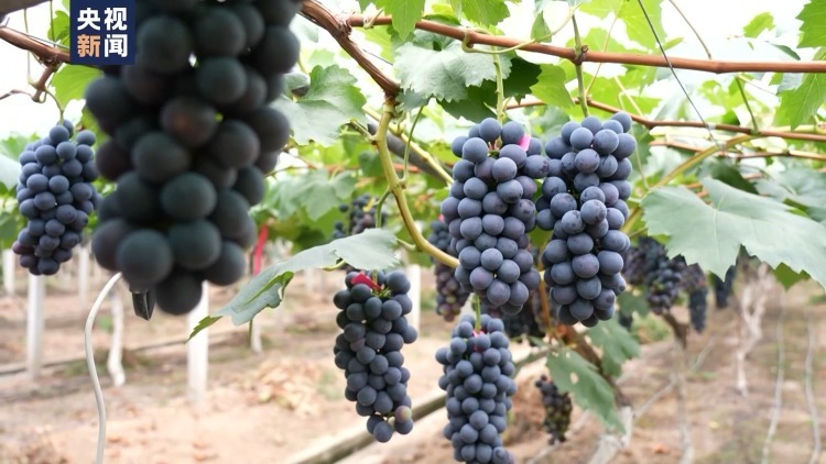 吃不过来了!这些时令水果陆续甜蜜上市 吃不过来了!这些时令水果陆续甜蜜上市