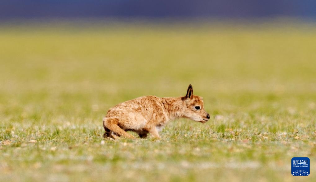藏羚羊产仔季大幕开启