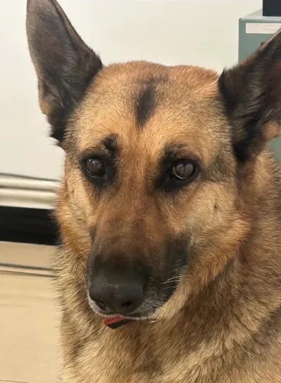 “警犬被偷”！派出所回应：真的，是特警大队的