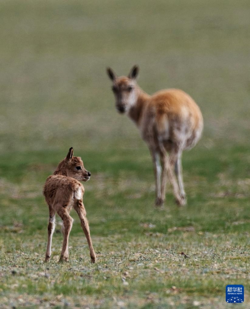 藏羚羊产仔季大幕开启