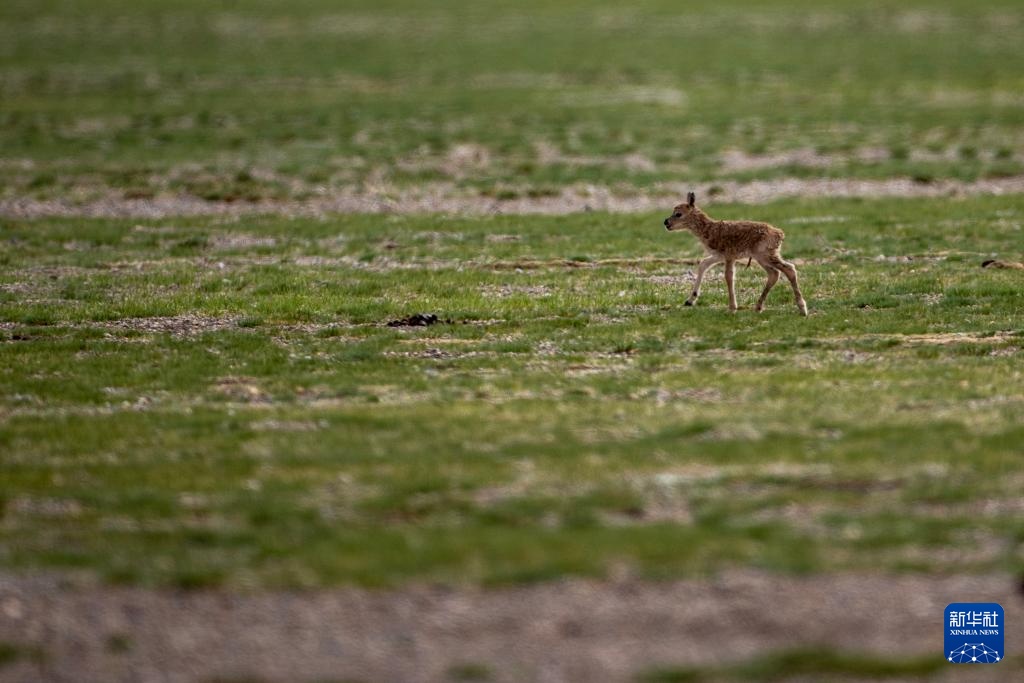 藏羚羊产仔季大幕开启