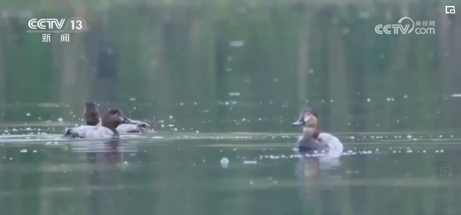 生态美让“老朋友”有了更多安乐窝 “极危”物种从“稀客”变“常客” 生态美让“老朋友”有了更多安乐窝 “极危”物种从“稀客”变“常客”