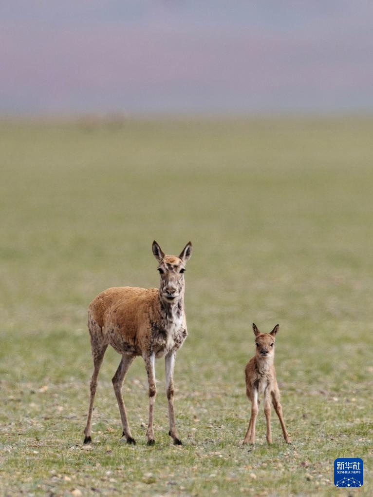 藏羚羊产仔季大幕开启