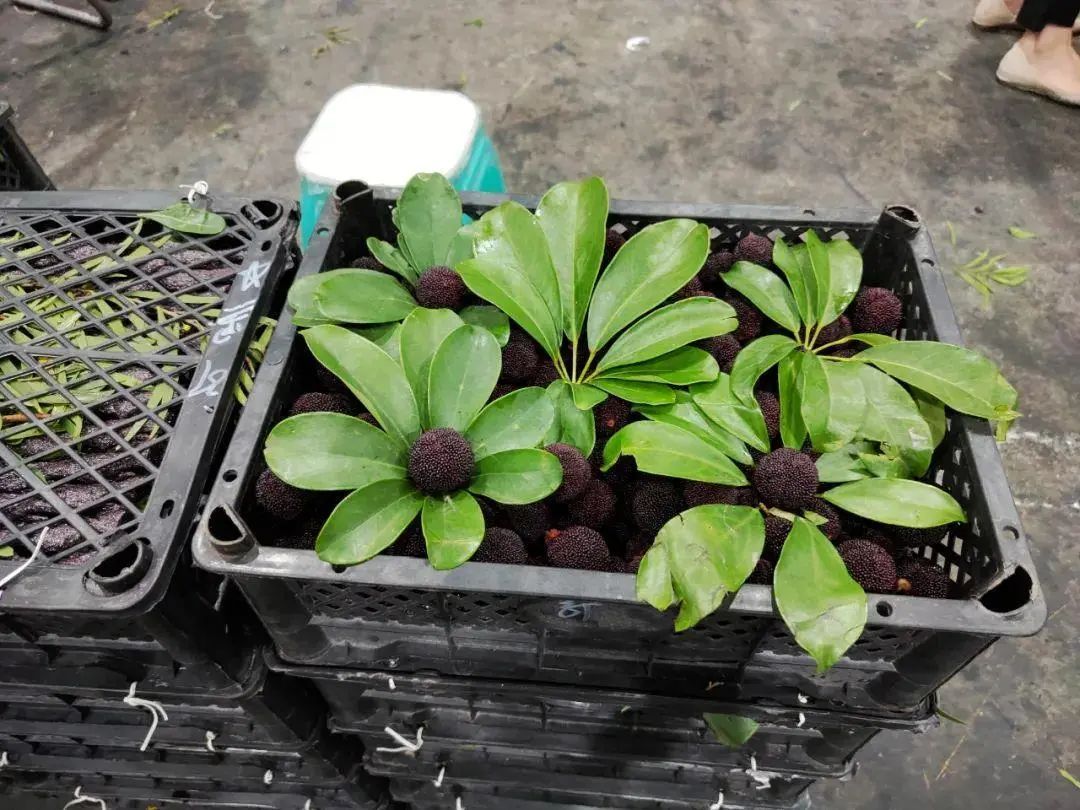 女子吃杨梅吃进医院!?吃杨梅要注意这些→ 女子吃杨梅吃进医院!?吃杨梅要注意这些→