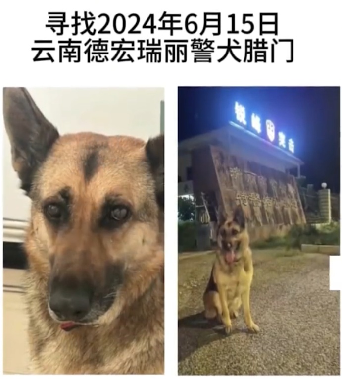 被偷的警犬找到了！网友：算不算“袭警”？