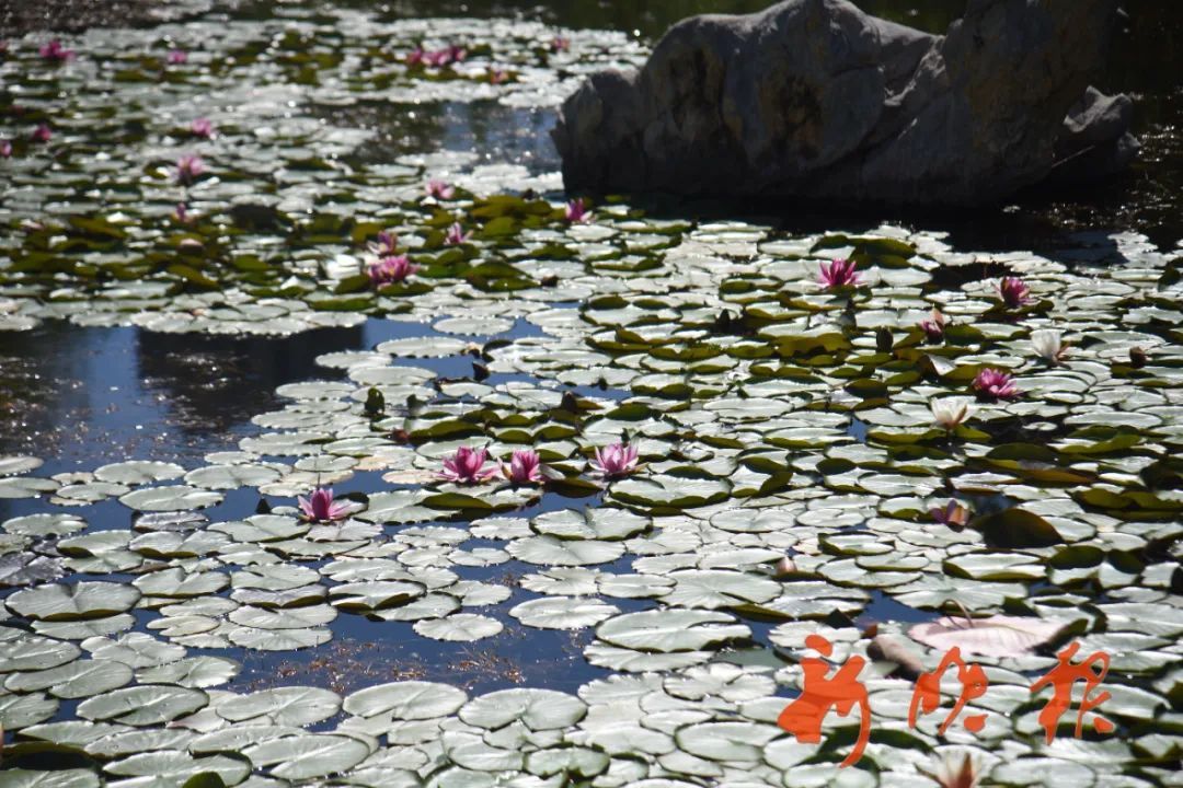 哈尔滨有一处“莫奈的池塘”,只能白天来,因为…… 哈尔滨有一处“莫奈的池塘”,只能白天来,因为……