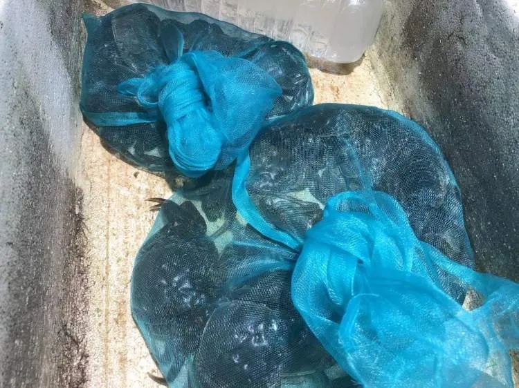 上海人的心头爱上市,现在便宜了! 上海人的心头爱上市,现在便宜了!