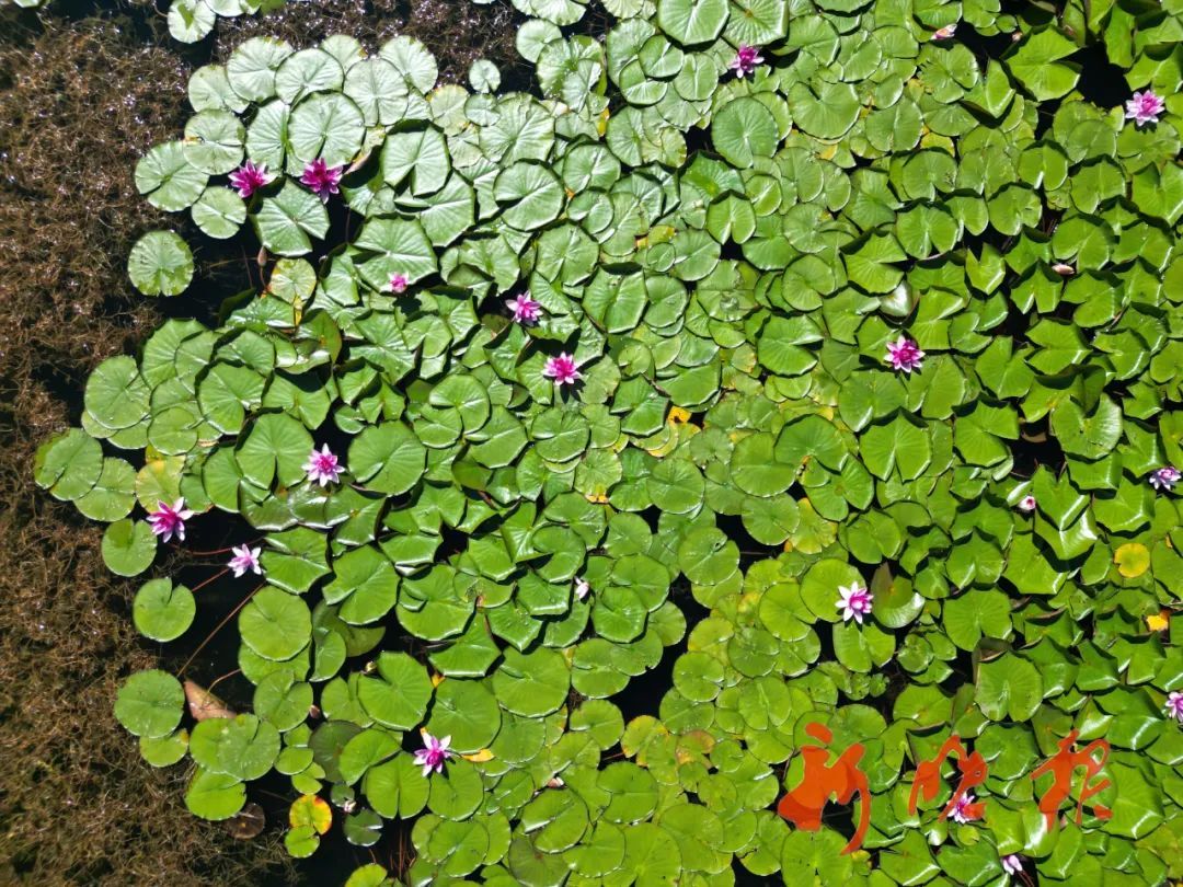 哈尔滨有一处“莫奈的池塘”,只能白天来,因为…… 哈尔滨有一处“莫奈的池塘”,只能白天来,因为……