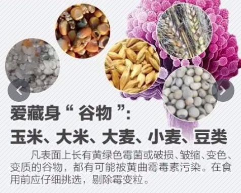 黄曲霉菌爱藏在哪些食物里? 黄曲霉菌爱藏在哪些食物里?