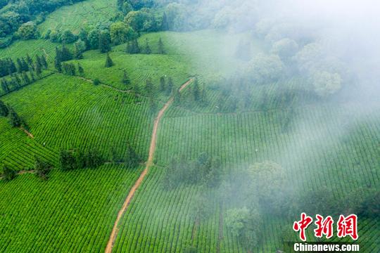 云雾之都庐山如何以气象添彩生态旅游、助力低空经济？