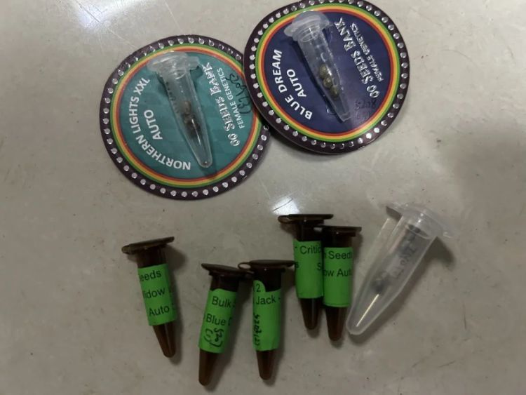 为缓解压力,男子网购大麻种子欲“自产自吸” 为缓解压力,男子网购大麻种子欲“自产自吸”